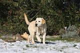LABRADOR 910